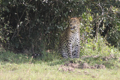 Panthera pardus kotiya