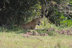 Panthera pardus kotiya