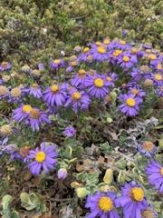 Amellus asteroides mollis