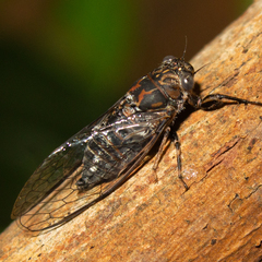Myopsalta mackinlayi