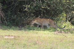 Panthera pardus kotiya