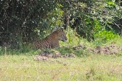 Panthera pardus kotiya