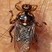 Louse Flies, Tsetse Flies, and Allies - Photo no rights reserved, uploaded by Иван Пристрем