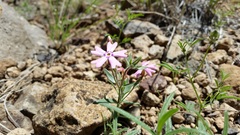 Phlox amabilis