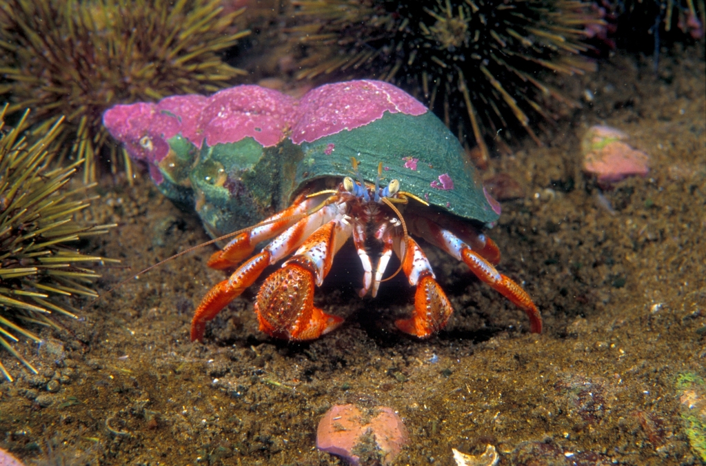 Acadian hermit crab