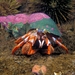 Acadian Hermit Crab - Photo (c) cdmm, some rights reserved (CC BY-NC)