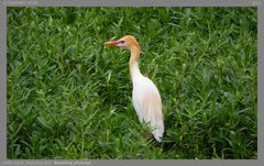 Bubulcus ibis