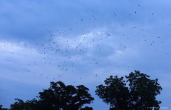 Milvus migrans parasitus