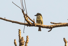 Pogoniulus scolopaceus