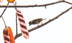 Pogoniulus scolopaceus