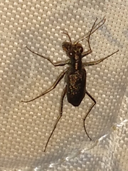 Odontochilina