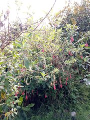 Fuchsia