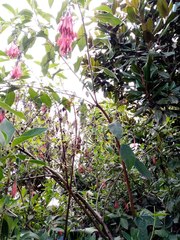 Fuchsia