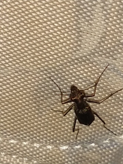 Odontochilina