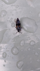 Tachinus subterraneus