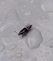 Tachinus subterraneus