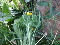 Potentilla adscharica