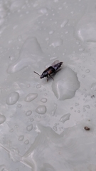 Tachinus subterraneus
