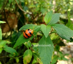 Oides duodecimpunctata