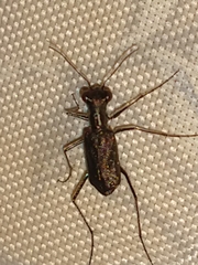 Odontochilina