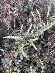 Asterohyptis stellulata