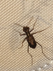 Odontochilina