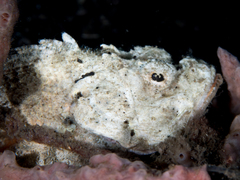 Flasher Scorpionfish photo 2