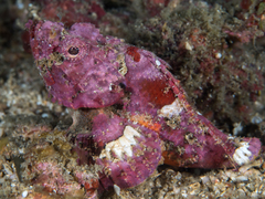Flasher Scorpionfish photo 3