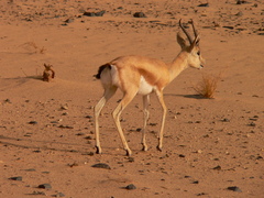 Gazella dorcas