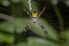 Argiope mangal