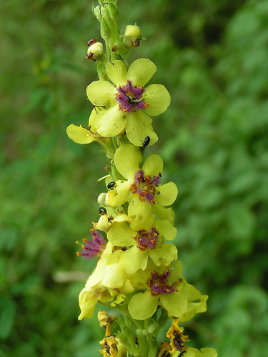 Dark Mullein