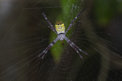 Argiope mangal