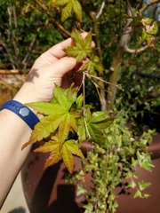 Acer palmatum