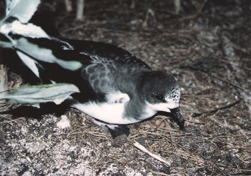 Pétrel des Bonin (Pterodroma hypoleuca)
