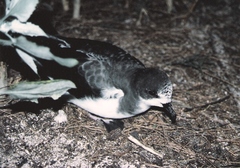 Pterodroma hypoleuca
