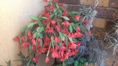 Rhipsalidopsis gaertneri