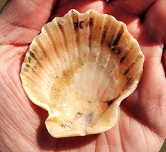 Aequipecten tehuelchus