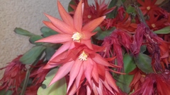 Rhipsalidopsis gaertneri