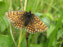 Melitaea aurelia