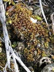 Microbryum curvicollum