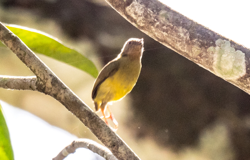 iNaturalist image
