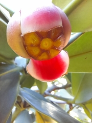 Clusia rosea