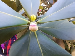 Clusia rosea