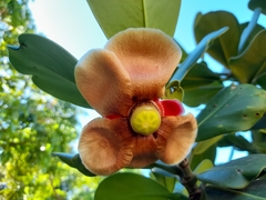Clusia rosea