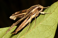 Centroctena rutherfordi