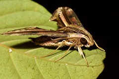 Centroctena rutherfordi
