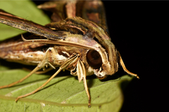 Centroctena rutherfordi