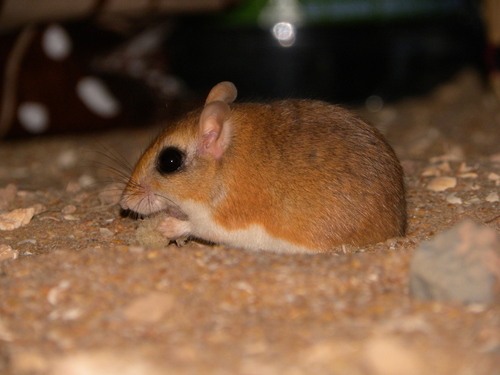 Hoogstraal's Gerbil (Gerbillus hoogstraali) — Vulnerable Mammalia
