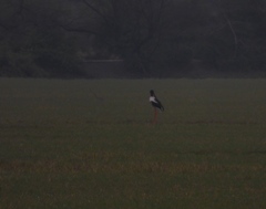 Ephippiorhynchus asiaticus