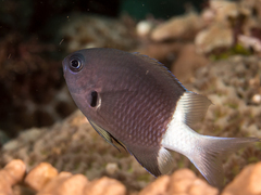 Bicolor Chromis photo 5